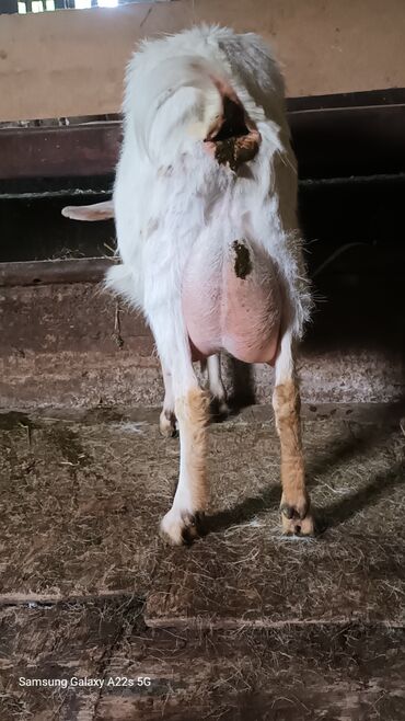 зааненский коза: Продаю | Коза (самка) | Зааненская | Для молока | Племенные