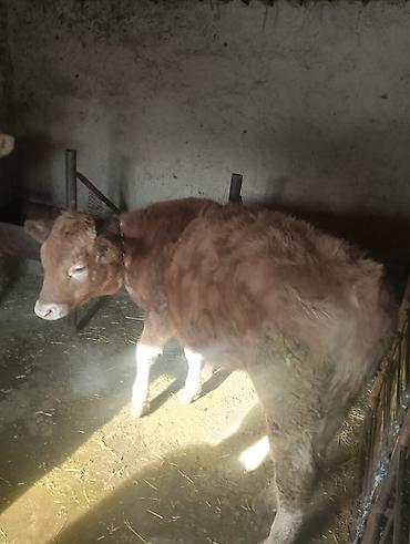 Коровы, быки: Продаю | Бык (самец), Тёлка | Ангус, Алатауская | На откорм, На забой, Для разведения | Искусственник at lalafo.kg — 7 Коровы, быки: Продаю | Бык (самец), Тёлка | Ангус, Алатауская | На откорм, На забой, Для разведения | Искусственник — 7