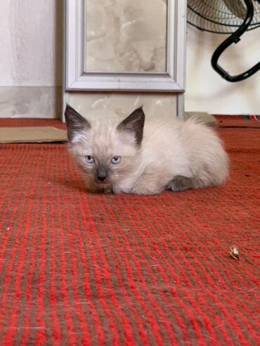 хаски с разными глазами цена: Отдам в хорошие руки Котята домашние, разного окраса: - Кремово-серый