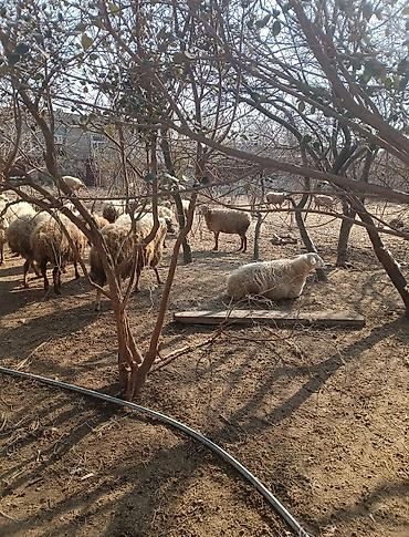 Digər kənd təsərrüfatı heyvanları: Digər kənd təsərrüfatı heyvanları — 2