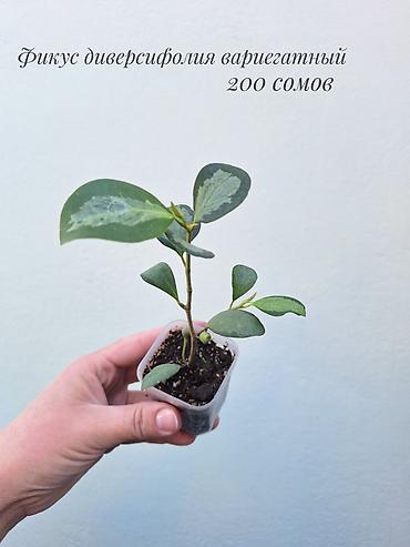 фикус: 🪴 Фикусы разных сортов в продаже. 🌿 Названия сортов и цены указаны на — 7