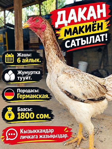 просто ат: Продаю | Куры | Дакан | Несушки — 2