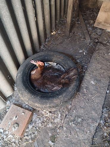 cucə yuvası: 2 si birlikdə yatanların bu gün çıxım günüdü - Cins: Muscovy — 2