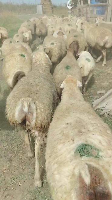 kənd toyuqlarinin satisi: Dişi, il: 1, Damazlıq, Pulsuz çatdırılma — 4
