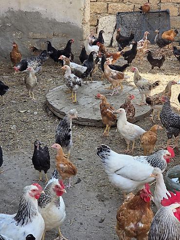 qaz sekli: Həyət beçələri rəngli 8azn sirbriz toyoqlar 20azn — 2