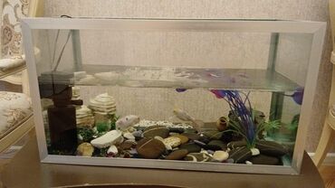 Akvarium aksessuar və ləvazimatları: Akvarium.hun 40 uz 75.eni 30 sm. Icerisindeki her sey daxil + 2 baliq