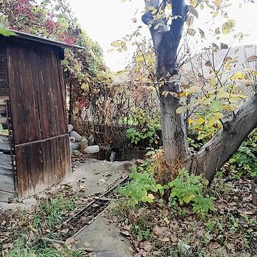 Продажа дач: Дачный участок с садовым домиком и плодовыми деревьями - Участок — 7