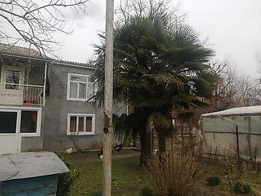 samovar satilir: 2 ədəd palma ağacı satılır(birini də ala bilərsiz) Boyu 5metrdən — 3