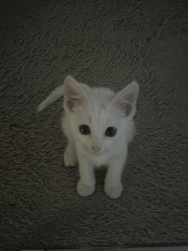 Мышыктар: 3 айлык, Ургаачы, Ак, Лотокко барууга үйрөтүлгөн — 1