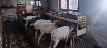 Keçi, çəpiş: Dişi, il: 2, Südlük -da lalafo.az — 4 Keçi, çəpiş: Dişi, il: 2, Südlük — 4