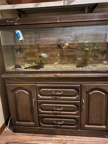 рыба: Продам аквариум с тумбой из натурального дерева и всеми
