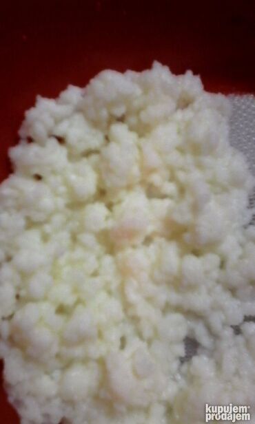 Mlečni proizvodi, jaja: Prodajem gljive za spravljanje tibetanskog kefira. Količina je — 9