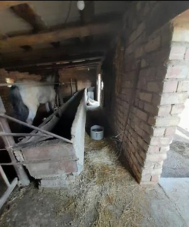 Продажа помещений свободного назначения: 🏠 ПРОДАЁТСЯ ДОМ-с. ОКТЯБРЬСКОЕ, ЛУБЯННОЕ АДРЕС: ул. Карла- Маркса дом — 20