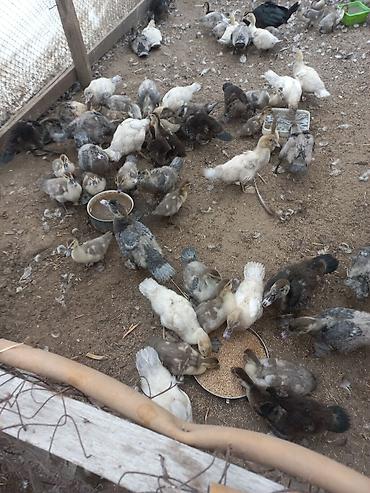 kanqal balasi satilir: Lavanda macar zümrüd bala ördəkləri satılır — 2