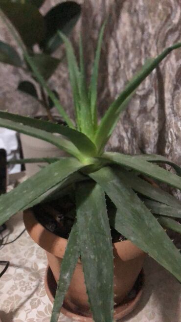 Aloe: Aloe Vera 8 illiktam özüdür