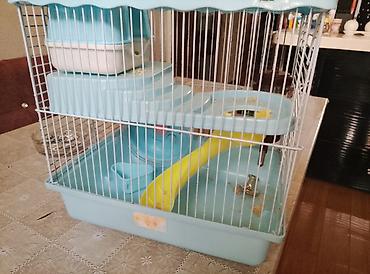 hamster: Akvarium balıqları ilə barter olunur.Uzunluğu 27,Eni 28, Hündürlüyü — 1
