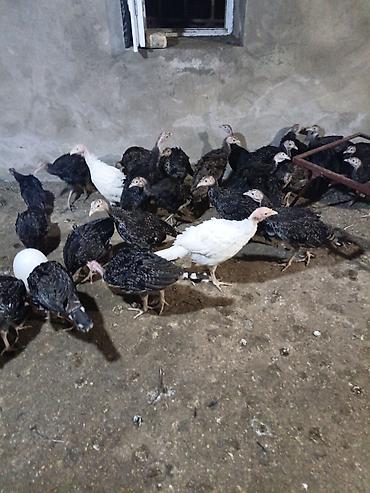 hınduska: Məhsul:( 56 günlük20AZN ) Hinduşka cücələri (tüklənmiş gənc — 3