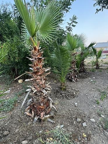 аааф парк фото: Vaşinqton Palma ağacları – 150cm 
Xurma agaclari. Her razmerde — 4