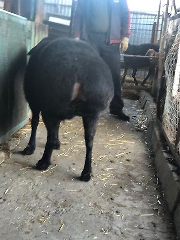 Баран, овца: Продаю | Овца (самка) | Для разведения | Племенные — 2