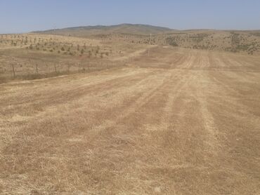 xacmazda findiq bagi satilir: 2 sot, Mülkiyyətçi