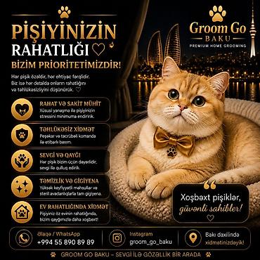 pisik hekimi: Groom Go Baku – Premium Home Grooming (Bakı daxilində) Pişiyinizin — 6