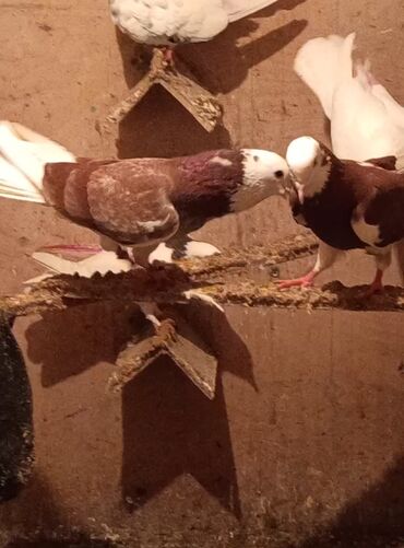 Göyərçinlər: Temiz babayevisqi eni quyruq hundur ayaq uzun quwdardi erkey dest ag — 2