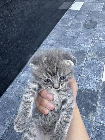 Котята от домашней кошки Торг имеется при встрече - Порода/тип