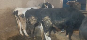 срочно продаю в связи с переездом: Продаю | Бык (самец) | Полукровка | На откорм | Привязанные at lalafo.kg срочно продаю в связи с переездом: Продаю | Бык (самец) | Полукровка | На откорм | Привязанные