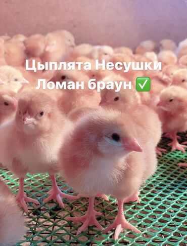 продаю куры несушки: Продаю | Цыплята | Несушки