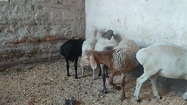 Баран, овца: Продаю | Баран (самец) | Для разведения | Осеменитель — 1