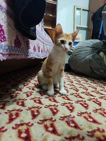 Мышыктар: КОТЁНОК МАЛЬЧИК 2,5 МЕСЯЦА. Милый рыжебелый котёнок с короткой — 9