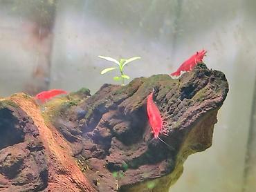 где купить альгицид для бассейна: Креветки неокаридина Red Cherry (Neocaridina davidi “Red Cherry”) — 6