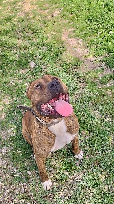 Продажа собак: Продаются чистокровные щенки Питбуля щенки крупные, здоровые и — 8