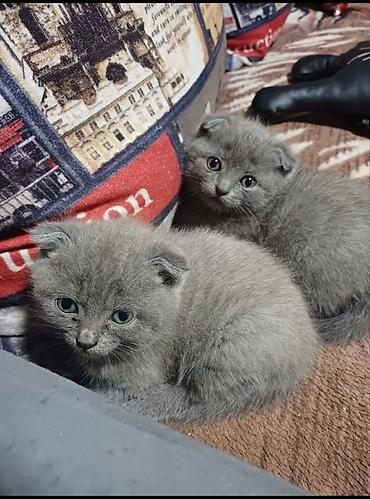 Продажа кошек: Чисто Шотландские котята с плюшевой серо-голубой шерстью и аккуратными — 1