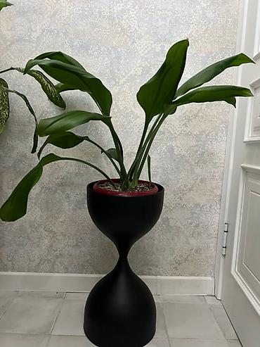 Монстеры: Монстера вариегатная (Monstera deliciosa variegata) — комнатное — 35