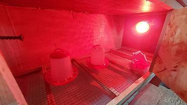 Товары и оборудование для с/х животных: Клетка для животных с деревянным каркасом и металлической сеткой — 24