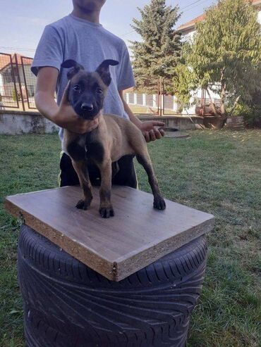 Psi: Na prodaju štenci belgijskog ovčara - MALINOA, oštenjeni 10.08.2023 — 9