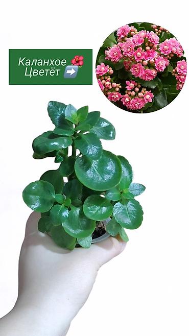 Хлорофитумы: Распродажа 🔥 Продаю комнатные растения 🪴. Пассифлора кализия розовая — 2