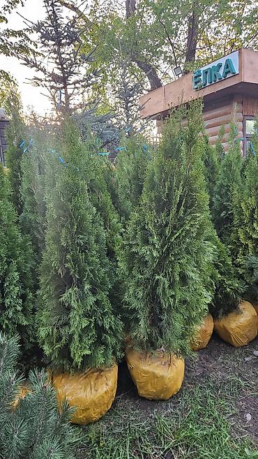Семена газона: Газонные семена и почвосмеси для газона - Марки: Green Field — 12