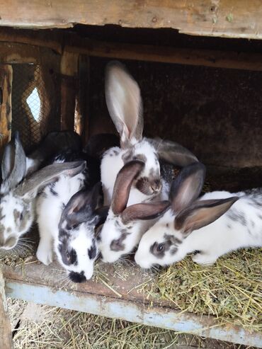 кролики фландеры: Продаю | Крольчиха (самка), Крольчата | На забой, Для разведения | Племенные