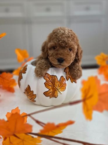 staford mini: Nove bebice toy I mini pudle Odgajivacnica Hopy queen pudle vam — 7