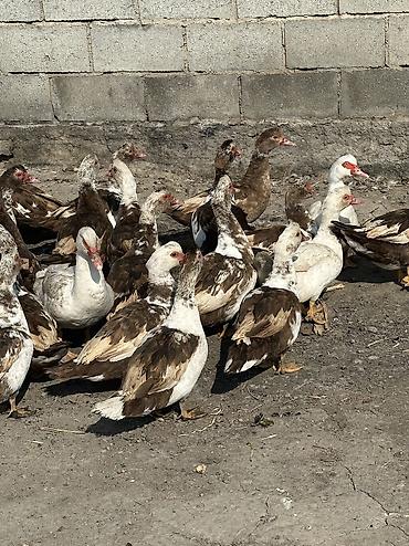 Птицы: Индоутки 24 головы 
2 самца и 22 самки — 1