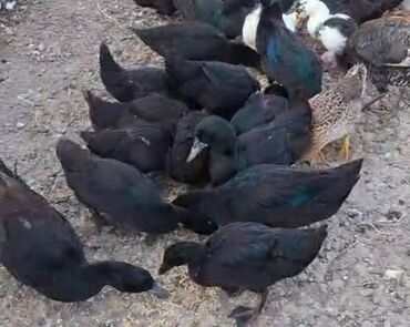 kənd cucəsi: Dişi, Damazlıq, Ödənişli çatdırılma