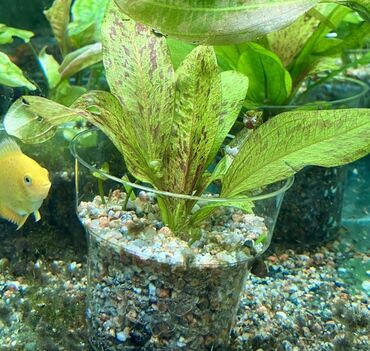 отдам даром аквариум: Эхинодорус в стаканчике для аквариума. - Декоративный сорт с