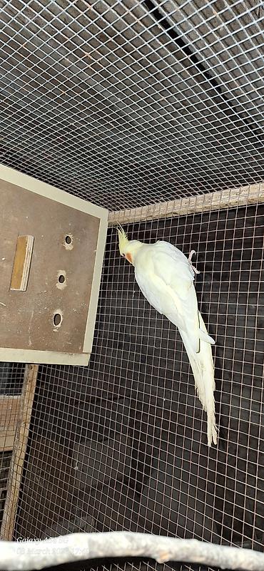kakadu quşu: Popuqoy Korella (ana qusdu) — 5
