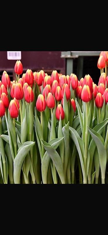 Букеты из живых цветов: Тюльпаны с теплицы — свежесрезанные, на крепком стебле, с тугими — 2