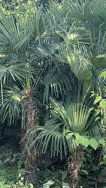 Деревья: Trachycarpus fortunei (yelpik formalı yarpaqlı xurma palmaları) – — 8