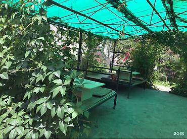 Беседки: Беседка Дерево — 2