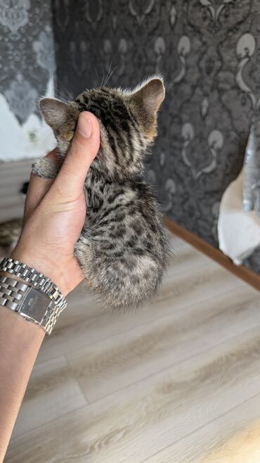 продажа домашних животных: Продаются Бенгальские котята Дата рождения конец августа!!!