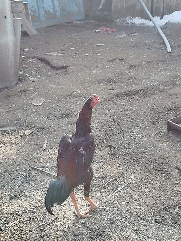 Куры, петухи: Продаю | Петух | Бойцовая | Для разведения at lalafo.kg — 7 Куры, петухи: Продаю | Петух | Бойцовая | Для разведения — 7